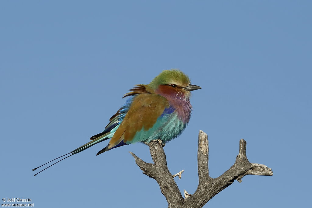 Lilac-breasted Roller, identification