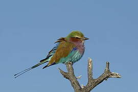 Lilac-breasted Roller