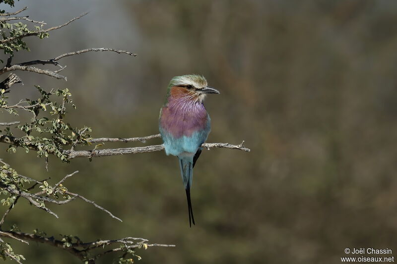 Lilac-breasted Roller, identification