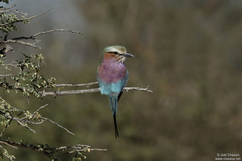 Lilac-breasted Roller, identification