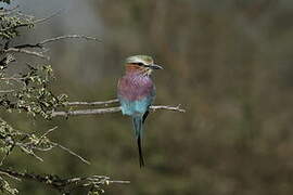 Lilac-breasted Roller