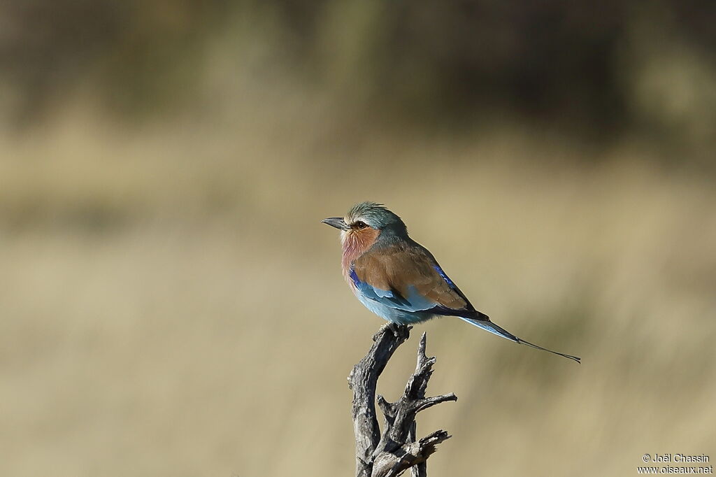 Lilac-breasted Roller, identification