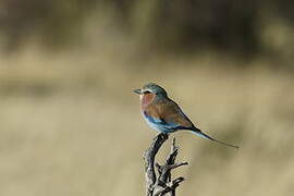 Lilac-breasted Roller