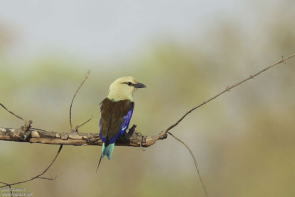 Blue-bellied Rolleradult, identification, pigmentation