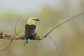 Blue-bellied Roller