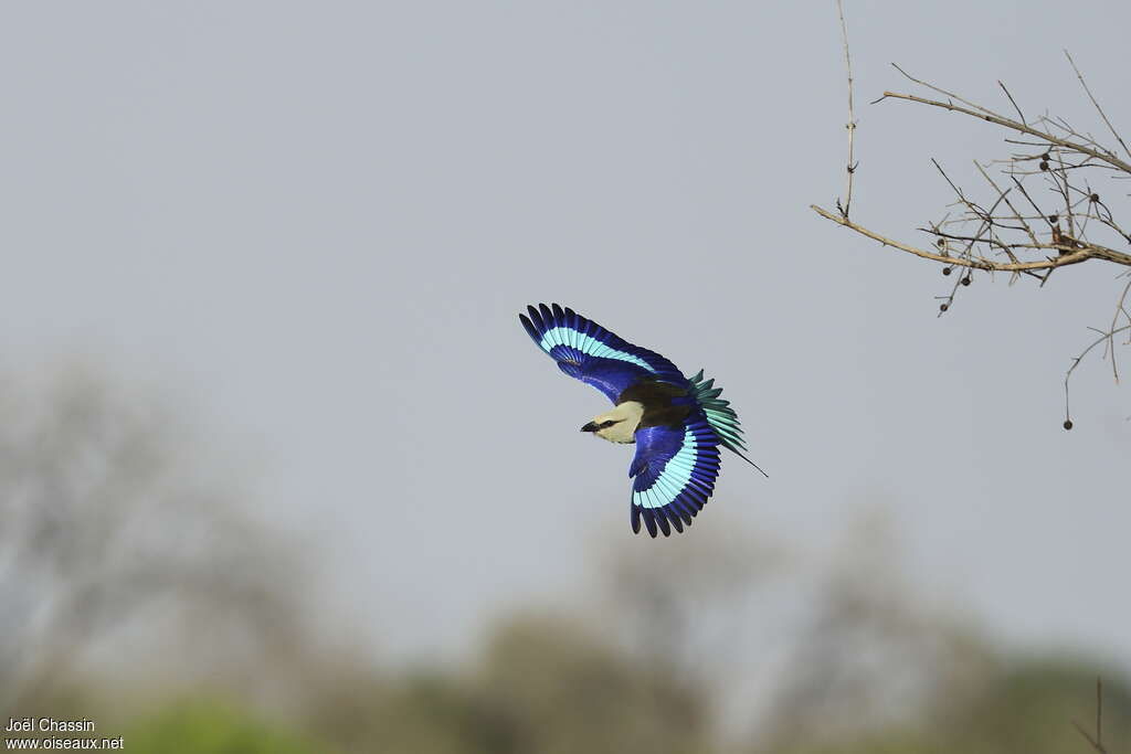 Blue-bellied Rolleradult, pigmentation, Flight