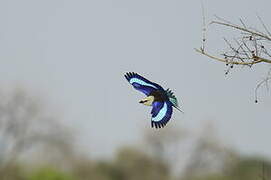 Blue-bellied Roller