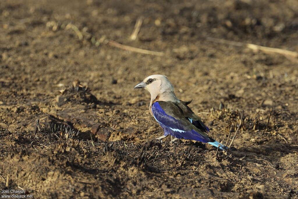 Rollier à ventre bleuadulte, identification, marche, pêche/chasse