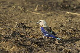 Blue-bellied Roller