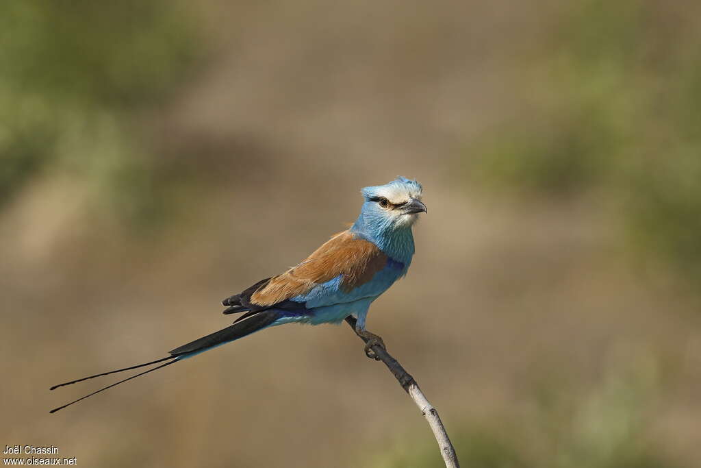 Rollier d'Abyssinieadulte, identification