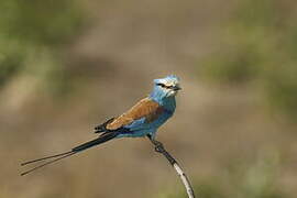 Abyssinian Roller