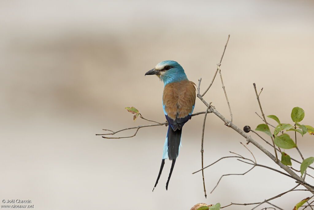 Abyssinian Roller, identification