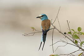 Abyssinian Roller