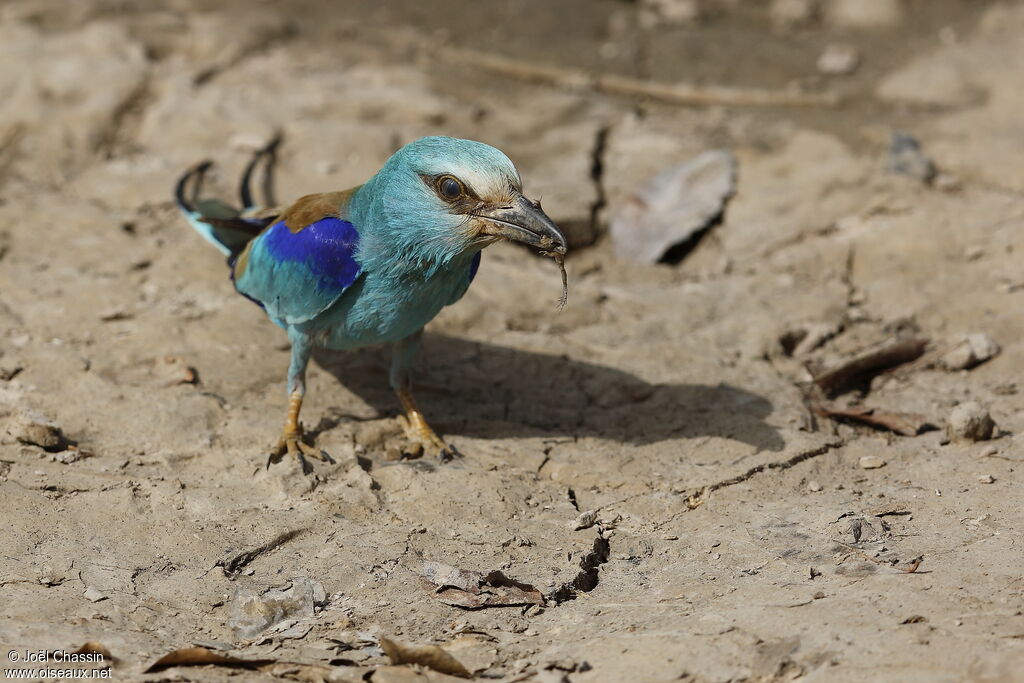 Abyssinian Roller, identification