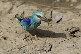 Abyssinian Roller