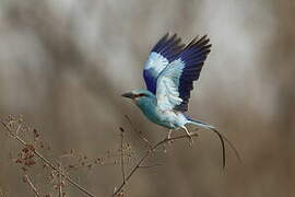 Abyssinian Roller