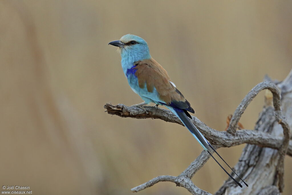 Rollier d'Abyssinie, identification