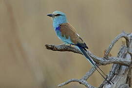 Abyssinian Roller