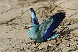 Abyssinian Roller