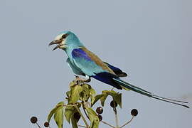 Abyssinian Roller