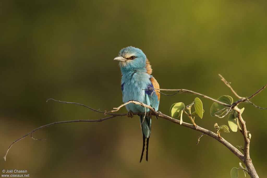 Abyssinian Roller, identification