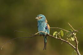 Abyssinian Roller