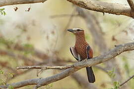 Purple Roller