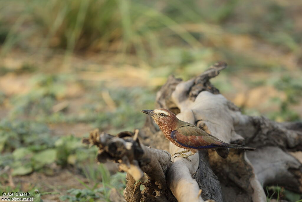 Purple Roller, identification