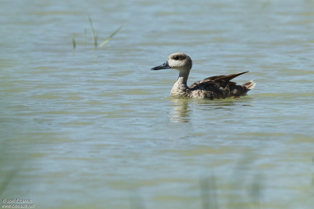 Marbled Duck, identification