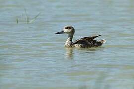 Marbled Duck