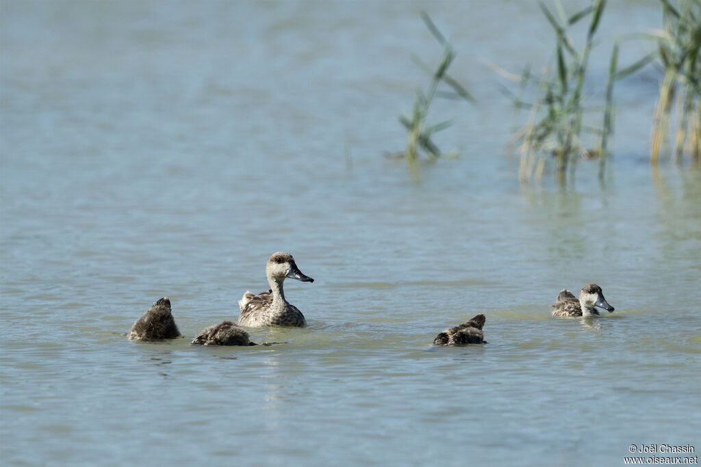 Marbled Duck