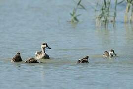 Marbled Duck