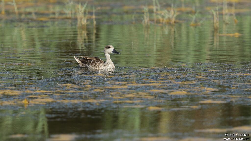 Marbled Duck, identification