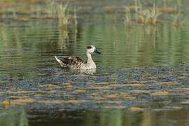 Marbled Duck