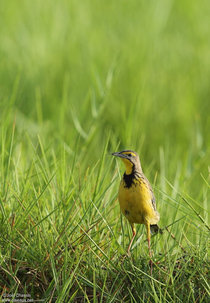 Yellow-throated Longclaw