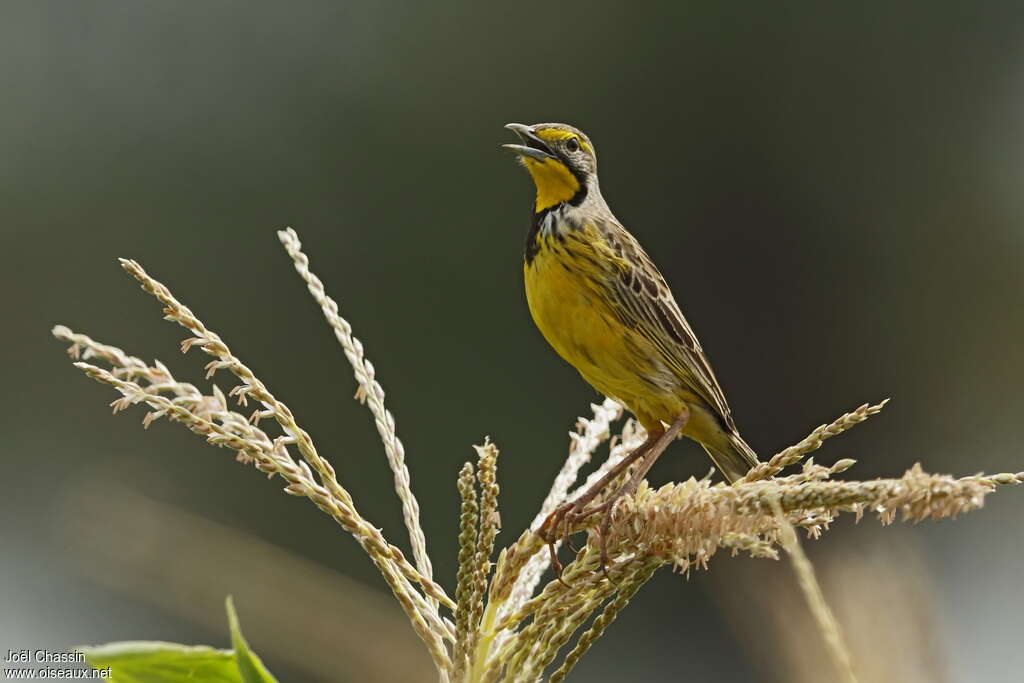 Yellow-throated Longclaw male adult, song