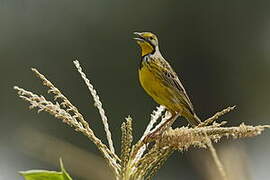 Yellow-throated Longclaw