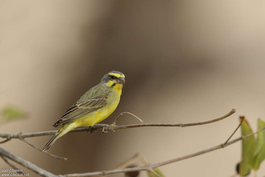 Yellow-fronted Canary male adult, identification