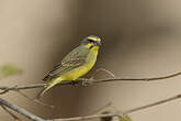 Serin du Mozambique