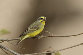 Yellow-fronted Canary