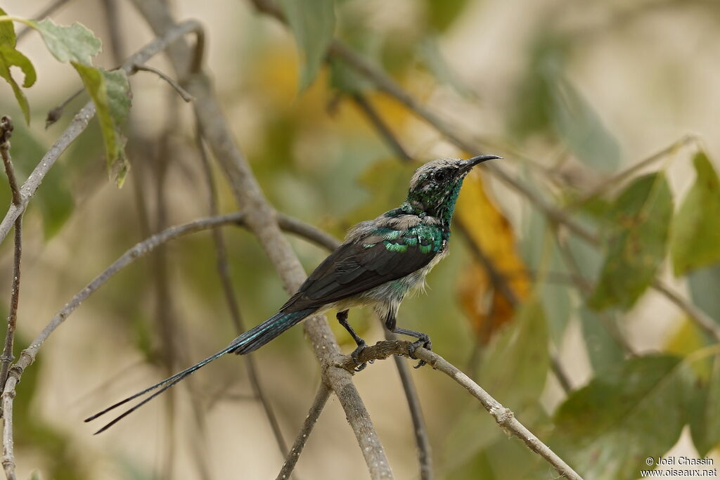 Beautiful Sunbird, identification