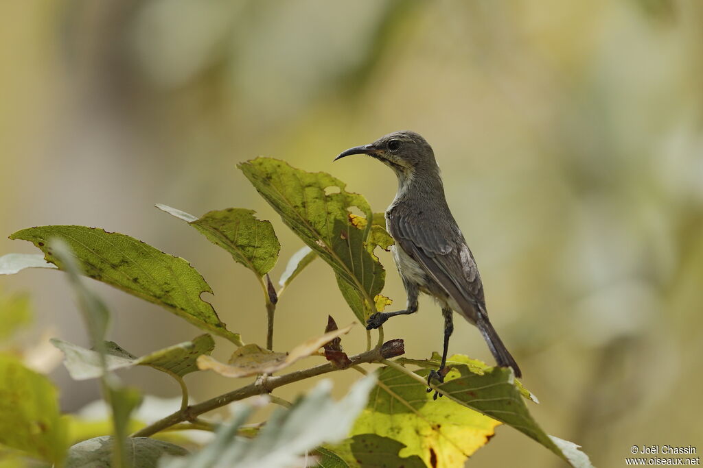 Beautiful Sunbird female, identification