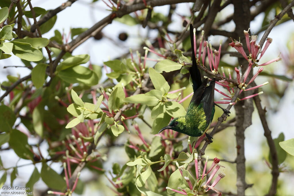 Beautiful Sunbird, identification