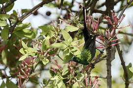 Beautiful Sunbird