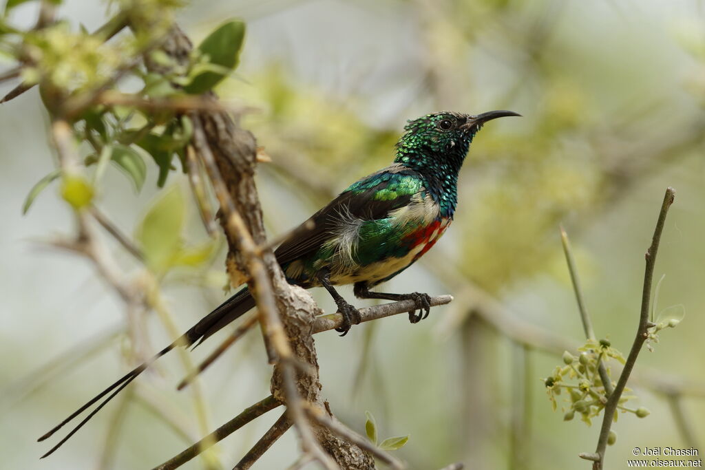 Beautiful Sunbird, identification