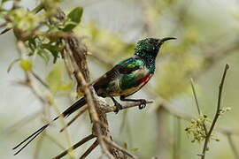 Beautiful Sunbird