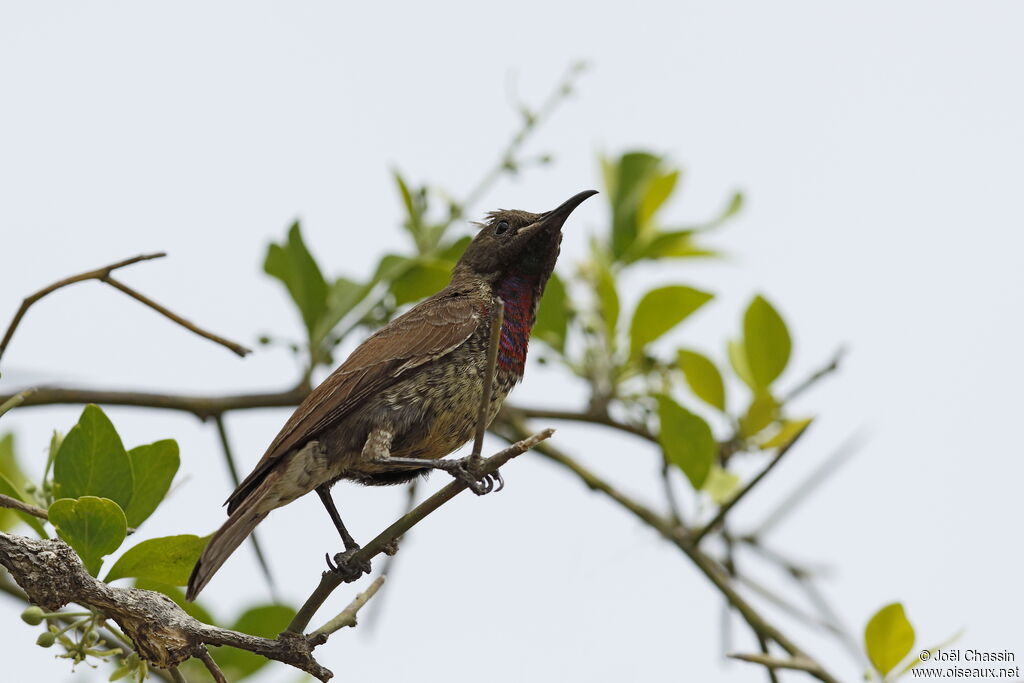 Souimanga à poitrine rouge, identification