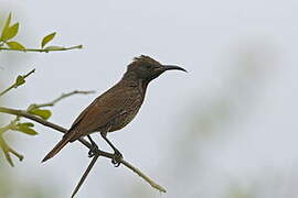 Scarlet-chested Sunbird