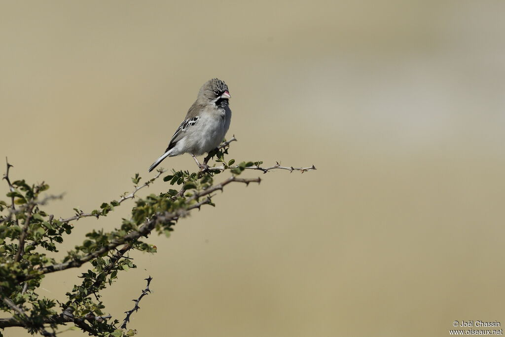 Sporopipe squameux, identification