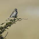 Sporopipe squameux